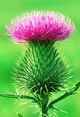 image of Cirsium vulgare, Bull Thistle