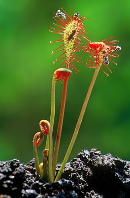 image of Drosera intermedia, Water Sundew, Spoonleaf Sundew