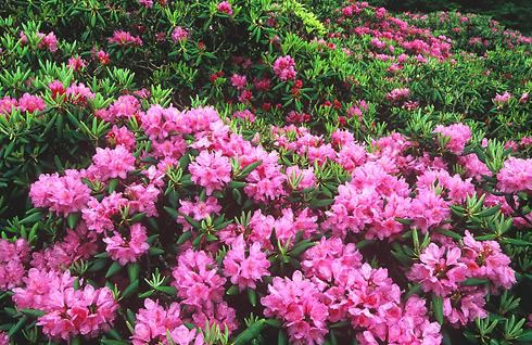 image of Rhododendron catawbiense, Catawba Rhododendron, Mountain Rosebay, Purple Laurel, Pink Laurel