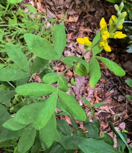 leaf or frond of Thermopsis villosa, Aaron's Rod, Blue Ridge Golden-banner, Hairy Bush Pea