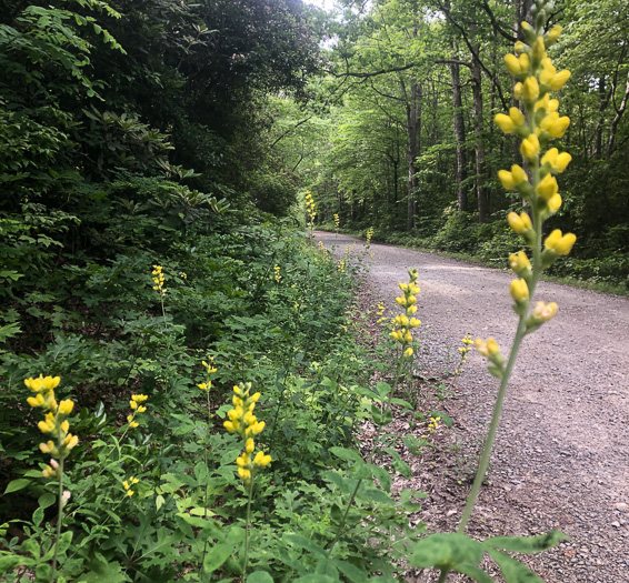 Thermopsis villosa, Aaron's Rod, Blue Ridge Golden-banner, Hairy Bush Pea