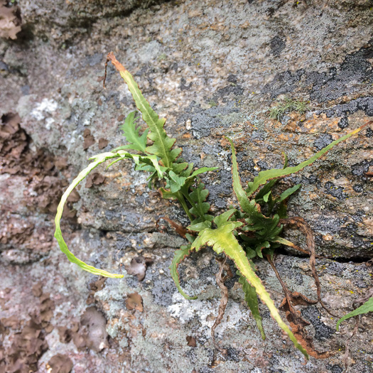 Asplenium pinnatifidum, Lobed Spleenwort