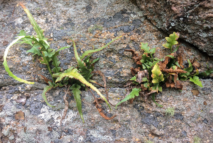 Asplenium pinnatifidum, Lobed Spleenwort