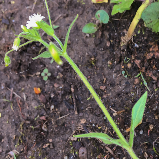 image of Cerastium nutans, Nodding Mouse-ear Chickweed, Nodding Chickweed