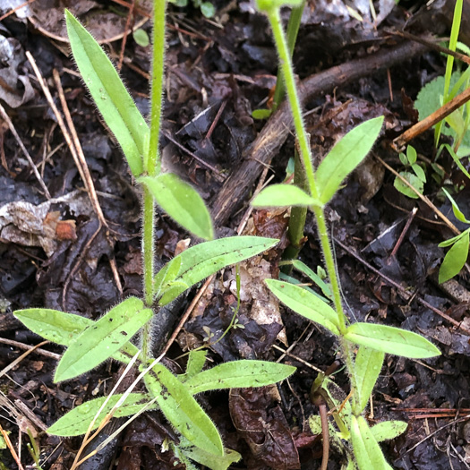 Cerastium nutans, Nodding Mouse-ear Chickweed, Nodding Chickweed