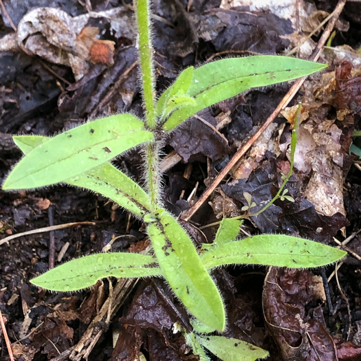 Cerastium nutans, Nodding Mouse-ear Chickweed, Nodding Chickweed