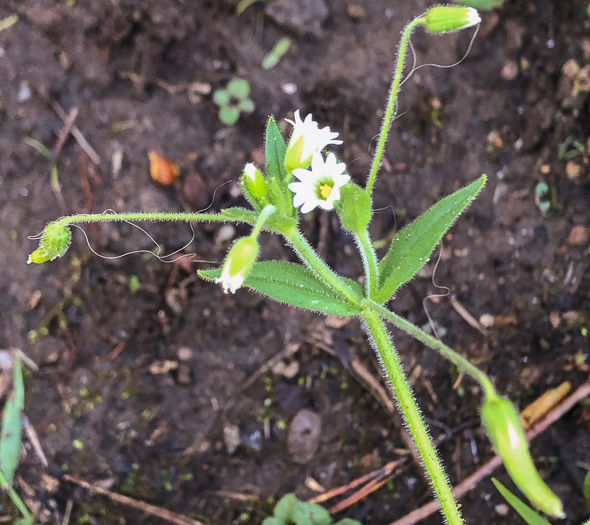 image of Cerastium nutans, Nodding Mouse-ear Chickweed, Nodding Chickweed