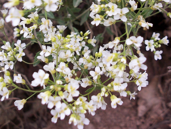 Draba ramosissima, Rocktwist, Branched Draba, Appalachian Draba