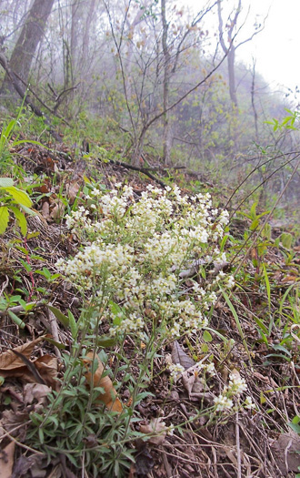 Draba ramosissima, Rocktwist, Branched Draba, Appalachian Draba