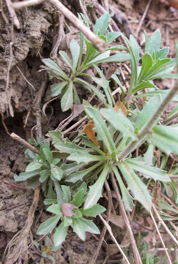 leaf or frond of Draba ramosissima, Rocktwist, Branched Draba, Appalachian Draba