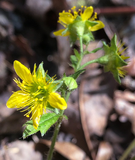 Waldsteinia fragarioides, Northern Barren Strawberry