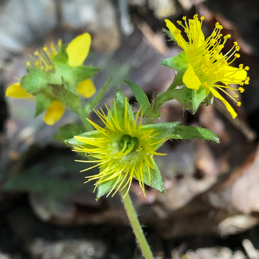 Waldsteinia fragarioides, Northern Barren Strawberry