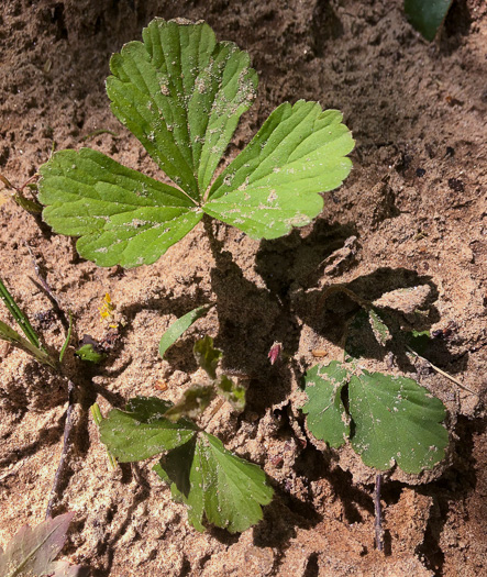 Waldsteinia fragarioides, Northern Barren Strawberry