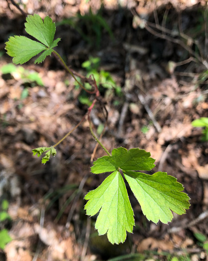 Waldsteinia fragarioides, Northern Barren Strawberry