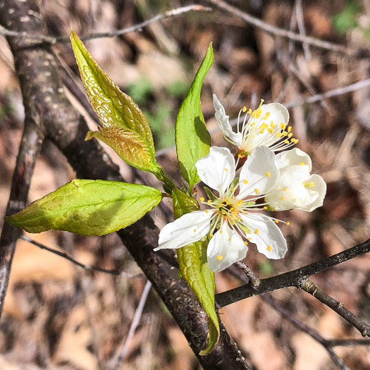 image of Prunus alleghaniensis var. alleghaniensis, Allegheny Plum, Allegheny Sloe