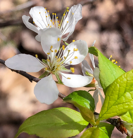 Prunus alleghaniensis var. alleghaniensis, Allegheny Plum, Allegheny Sloe