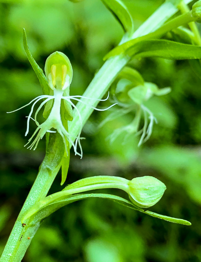 Platanthera lacera, Ragged Fringed Orchid, Green Fringed Orchid, Ragged Orchid