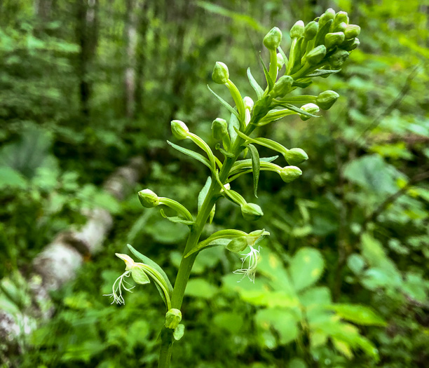 Platanthera lacera, Ragged Fringed Orchid, Green Fringed Orchid, Ragged Orchid