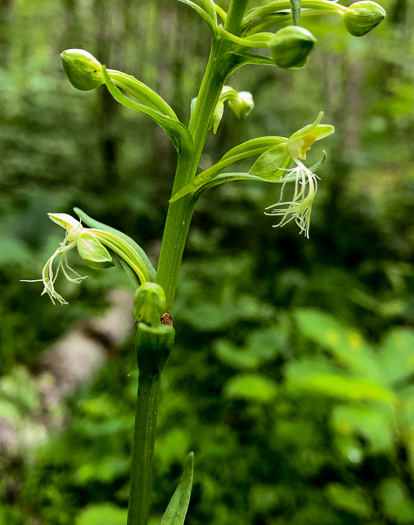 Platanthera lacera, Ragged Fringed Orchid, Green Fringed Orchid, Ragged Orchid