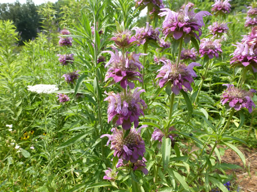 image of Monarda citriodora var. citriodora, Lemon Bergamot, Lemon Mint