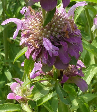 image of Monarda citriodora var. citriodora, Lemon Bergamot, Lemon Mint