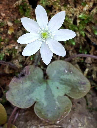 image of Hepatica americana, Round-lobed Hepatica, Round-lobed Liverleaf