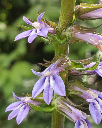 image of Lobelia spicata, Pale Spiked Lobelia, Palespike Lobelia