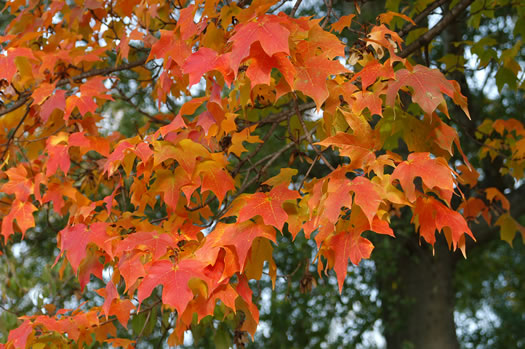 Southern Sugar Maple (Acer floridanum)