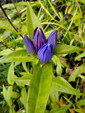 image of Gentiana latidens, Balsam Mountain Gentian