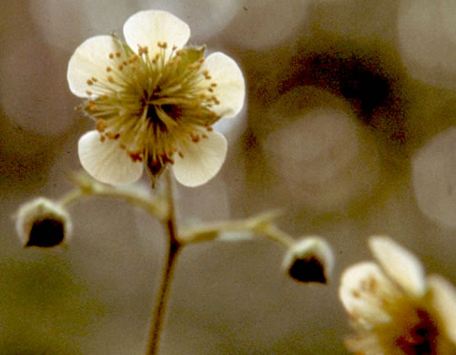 flower of Geum geniculatum, Bent Avens
