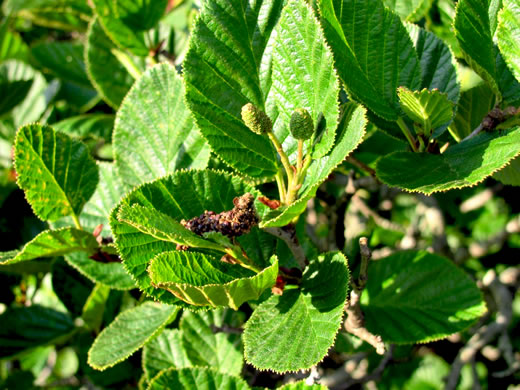 image of Alnus crispa, Green Alder, Mountain Alder