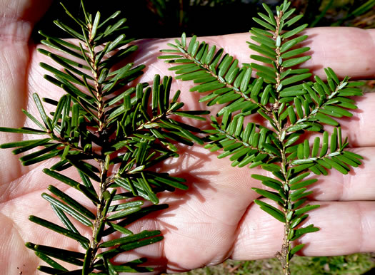 Tsuga canadensis, Eastern Hemlock, Canada Hemlock, Spruce Pine, Hemlock Spruce