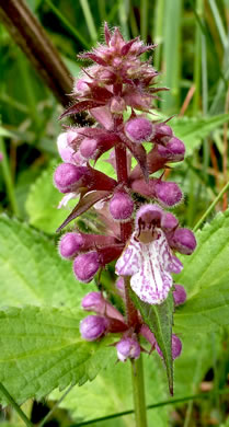 flower of Stachys clingmanii, Clingman's Hedgenettle