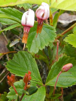 image of Vaccinium oxycoccos, Small Cranberry