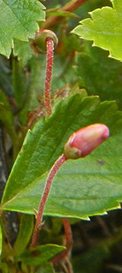 image of Vaccinium oxycoccos, Small Cranberry