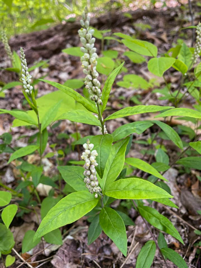 Polygala senega +, Seneca Snakeroot