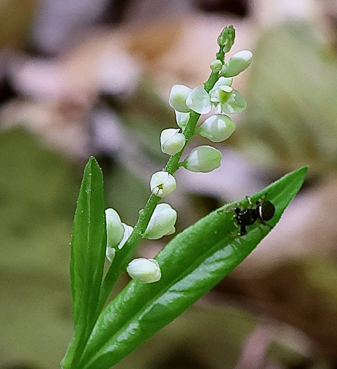 Polygala senega +, Seneca Snakeroot