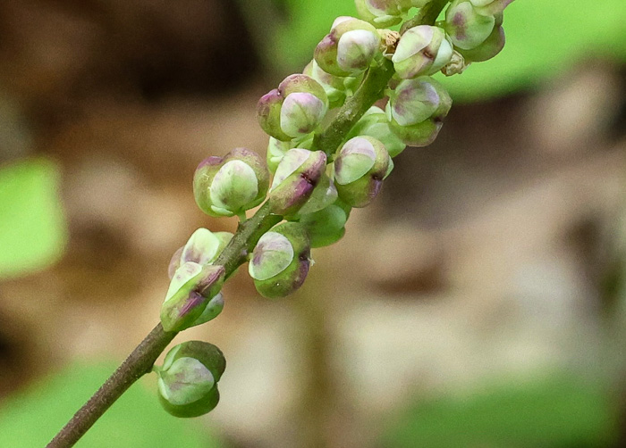 Polygala senega +, Seneca Snakeroot