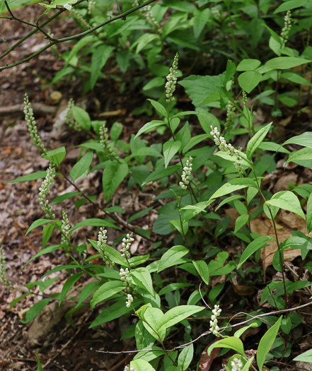 Polygala senega +, Seneca Snakeroot