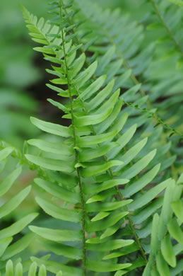 image of Polystichum acrostichoides, Christmas Fern