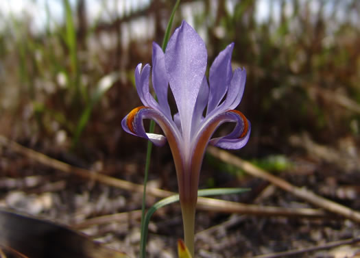 image of Iris verna var. verna, Coastal Plain Dwarf Iris, Sandhill Iris, Coastal Plain Violet Iris