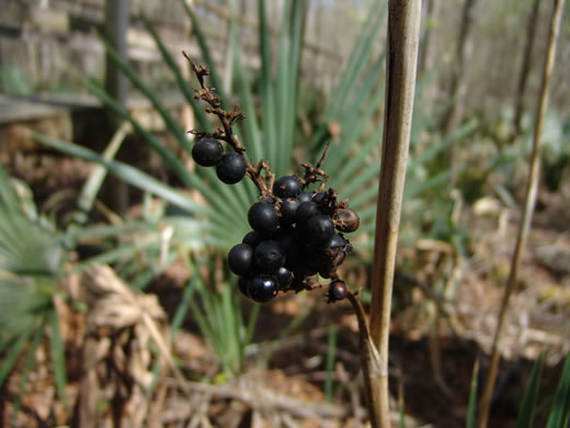 image of Sabal minor, Dwarf Palmetto, Bush Palmetto, Dwarf Blue Palmetto, Bluestem Palmetto