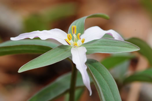 image of Trillium pusillum +, Carolina Least Trillium, Virginia Dwarf Trillium, Aiken Least Trillium