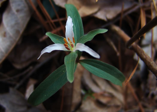 image of Trillium pusillum +, Carolina Least Trillium, Virginia Dwarf Trillium, Aiken Least Trillium