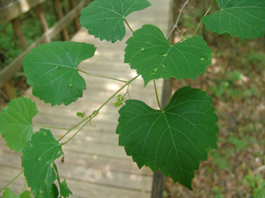 image of Muscadinia rotundifolia var. rotundifolia, Muscadine, Scuppernong