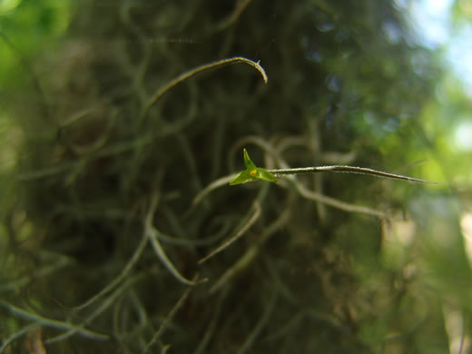 image of Tillandsia usneoides, Spanish-moss, Long-moss