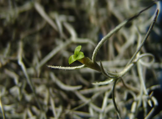 Spanish-moss