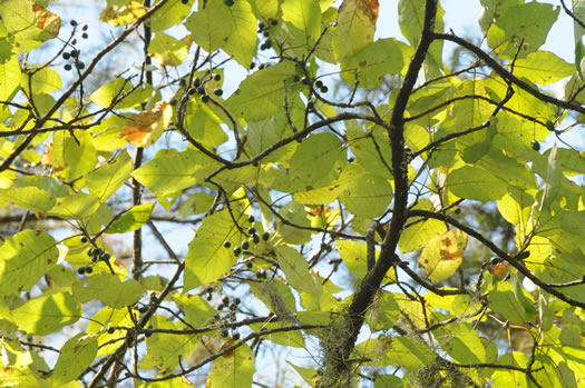 image of Nyssa aquatica, Water Tupelo, Cotton Gum, Tupelo Gum