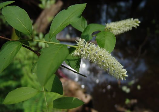 image of Itea virginica, Virginia Sweetspire, Virginia-willow