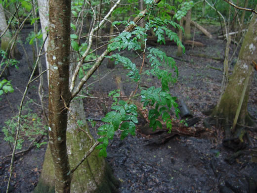 image of Gleditsia aquatica, Water Locust